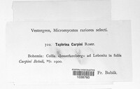 Taphrina carpini image